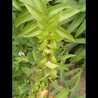 Lilium henryi (fam Liliacees) (Chine) (3)